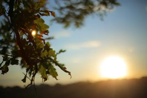 Oak leaves. 스톡 사진
