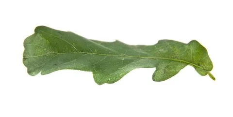Oak leaves Stock Photos