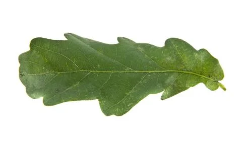 Oak leaves Stock Photos