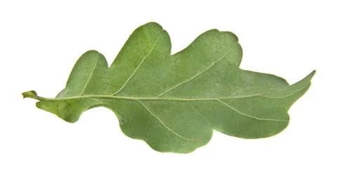 Oak leaves Stock Photos