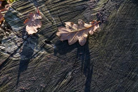 Oak Leaves Foto stock