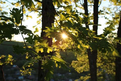 Oak leaves Stock Photos