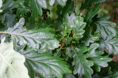 Oak leaves Stock Photos