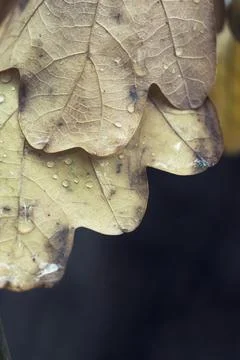 Oak leaves Stock Photos