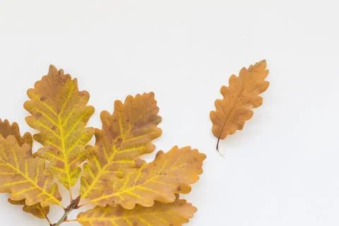 Oak leaves Stock Photos