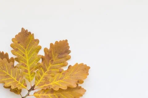 Oak leaves Foto stock
