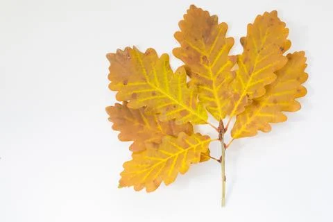 Oak leaves Stock Photos