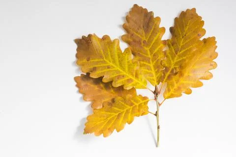 Oak leaves Stock Photos