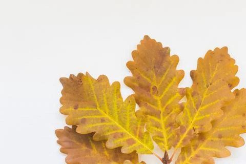 Oak leaves Stock Photos