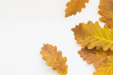 Oak leaves Stock Photos