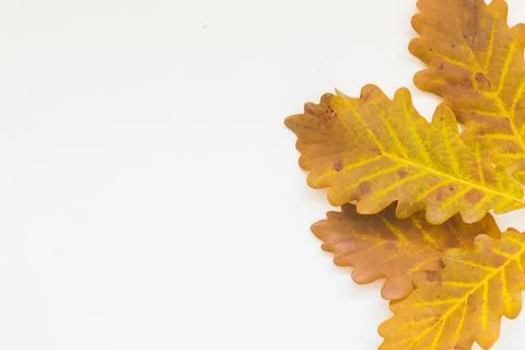 Oak leaves Stock Photos