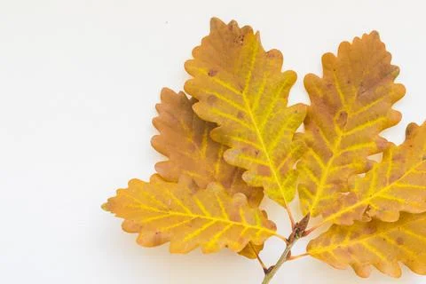 Oak leaves Stock Photos