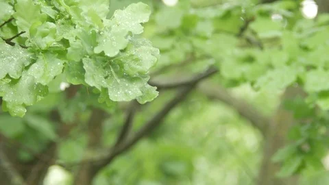 Oak leaves in the rain. Drops of rain drip onto the leaves. Oak branches sway in Stock Footage 77884465