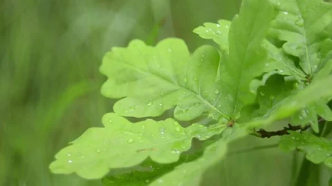Oak leaves with raindrops. 스톡 동영상 155367221