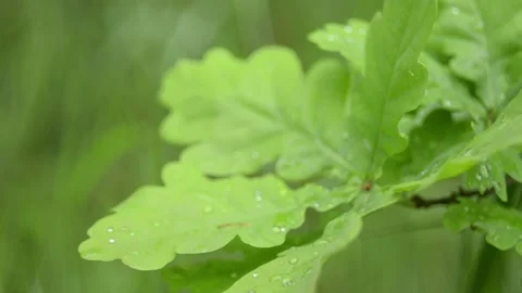 Oak leaves with raindrops. Video stock 155367316