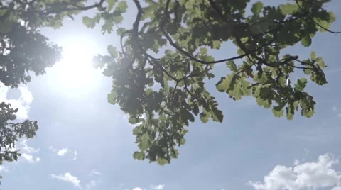 Oak leaves rustling in the wind and blue sky Vidéo 62808504