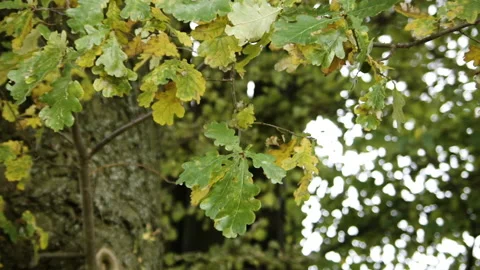 Oak leaves in soft breeze Stock Footage 131708792
