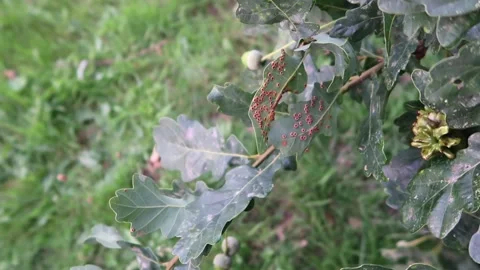 Oak leaves with Spangle Galls on Stock Footage 314372624
