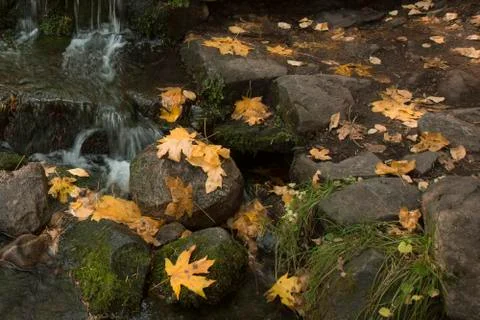 Oak Leaves by Stream Stock Photos