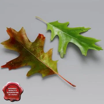 Oak Leaves Summer Autumn 3D Model
