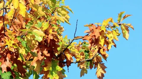 Oak leaves on tree in Autumn  Stock Footage 214823782