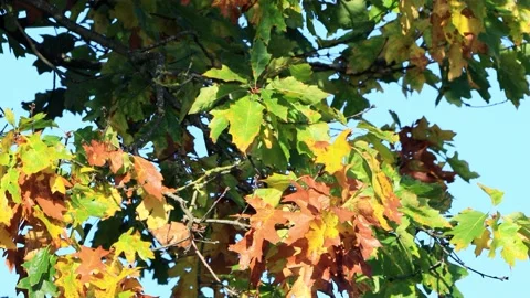 Oak leaves on tree in Autumn  Stock Footage 215749100