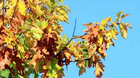 Oak leaves on tree in Autumn  Stock Footage 218715212