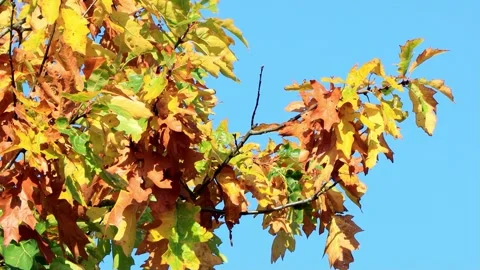Oak leaves on tree in Autumn  Stock Footage 221495222