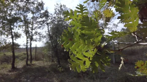 Oak leaves on tree branch. Close-up. Sunbeams, sunlight through green leaves Vidéo 142397574