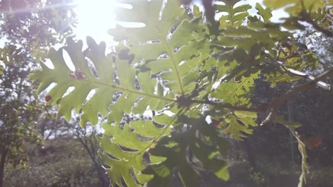 Oak leaves on tree branch. Close-up. Sunbeams, sunlight through green leaves Stock Footage 142397581