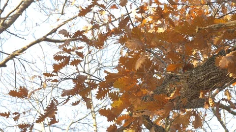 Oak leaves on the tree branch Stock Footage 96571112