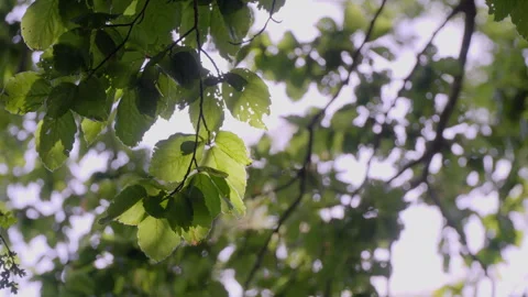 Oak leaves in the Tuscan forest 스톡 동영상 293709203