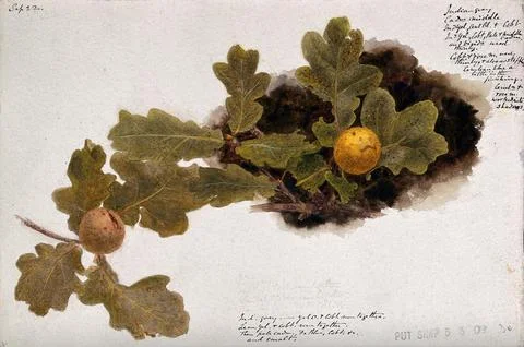 Oak leaves with two oak apples. Watercolour drawing. Stock Illustration