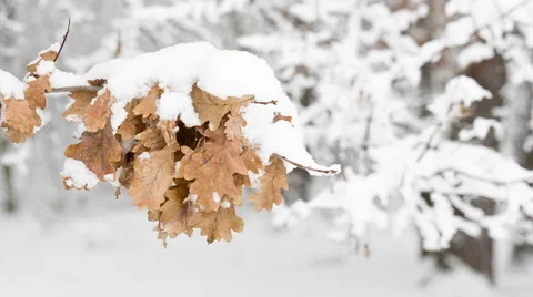 Oak leaves under snow. Video stock 59953160