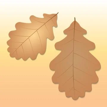 Oak leaves on a warm background Stock Illustration