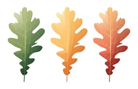 Oak leaves on a white background. Set of multicolored autumn leaves. Cartoon  Stock Illustration
