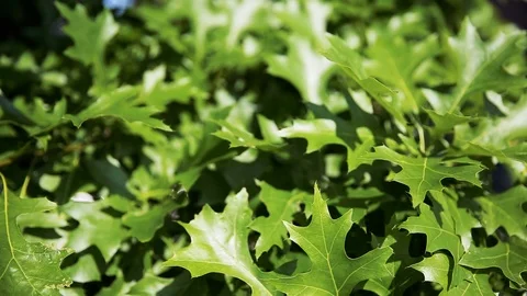 Oak leaves in wind 動画素材 96040036