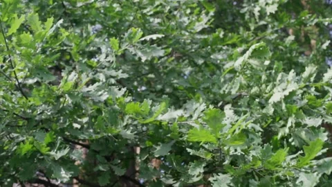 Oak leaves in the wind. Stock Footage 148731190