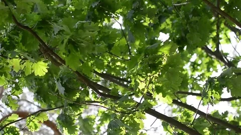 Oak Leaves on Wind with Sun Rays and Bright Sun Background Видео 81005467