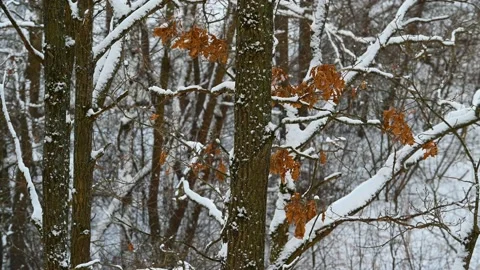Oak Leaves in the Wind in the Winter Forest Stock Footage 169079616
