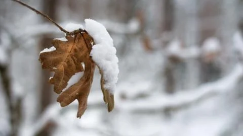 Oak leaves in winter Stock Photos