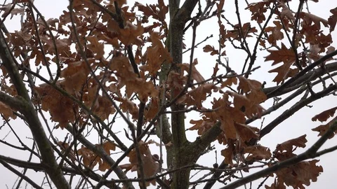 Oak leaves in winter rustling in wind on tree Stock Footage 86762471