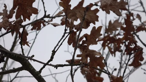 Oak leaves in winter shaking in wind on tree 動画素材 86762399