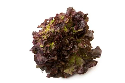 Oak lettuce Stock Photos