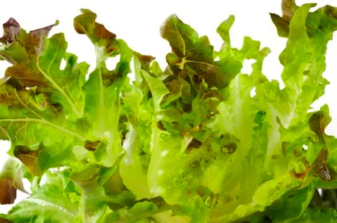 Oak lettuce Stock Photos