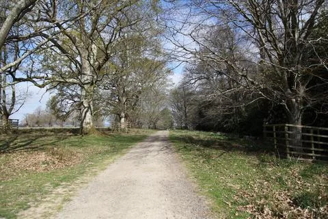 Oak lined footpath Stock Photos