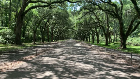 Oak Lined Road UHD Stock Footage 178699960