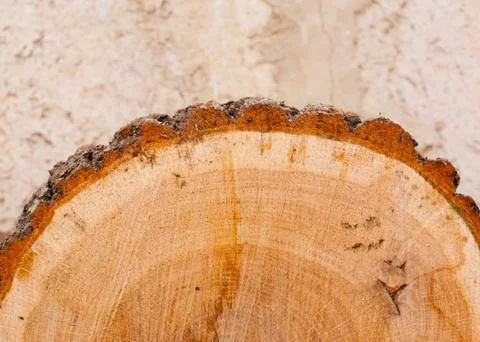Oak log with brown bark Foto stock