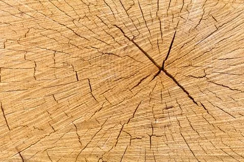 Oak Log Cross Section Stock Photos