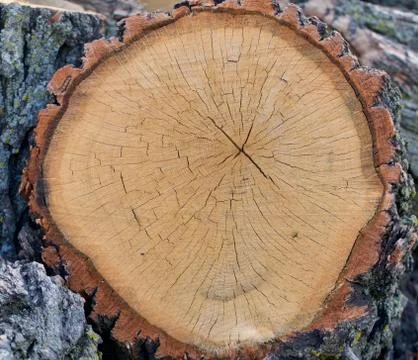 Oak Log Cross Section Stock Photos